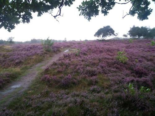 G�stehaus Am Brockeswald