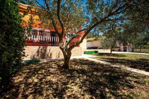 House Olive Tree