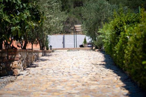 House Olive Tree