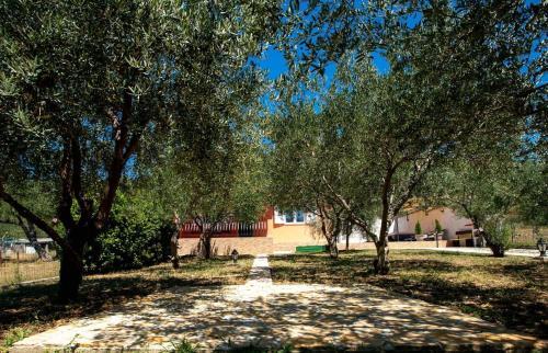 House Olive Tree