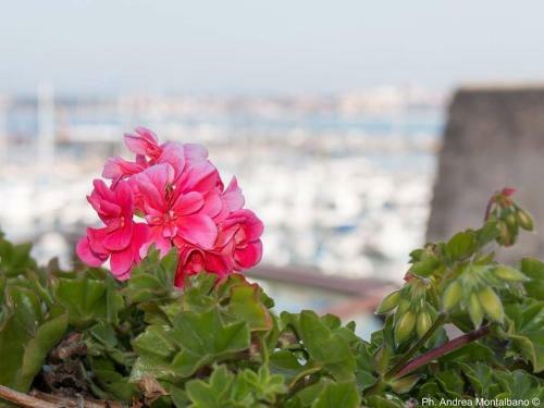 Bed & Breakfast La Terrazza Sul Porto - Guest House