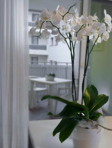 Apartamento Appartamenti Aurora