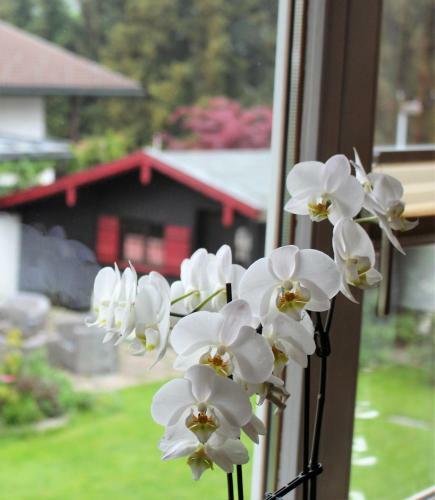 Hostal G�stehaus Schmid