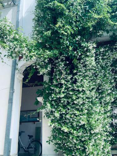 Apartamento Bouganville Seafront Studio