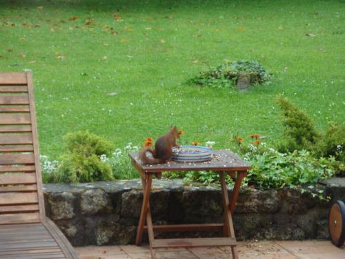 Bed & Breakfast Les Ecureuils