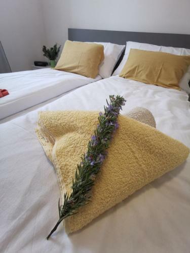 Apartment Zoanda