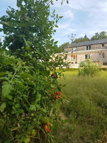 Bed & Breakfast Les Mazeraies