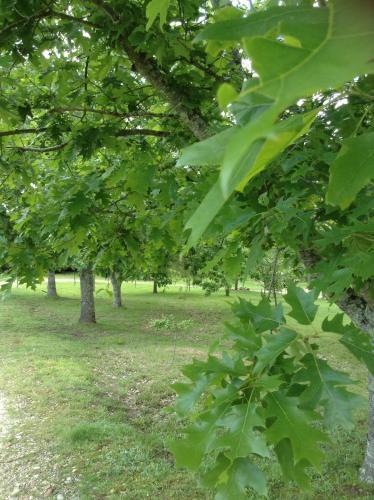 Bed & Breakfast La Musardi�re