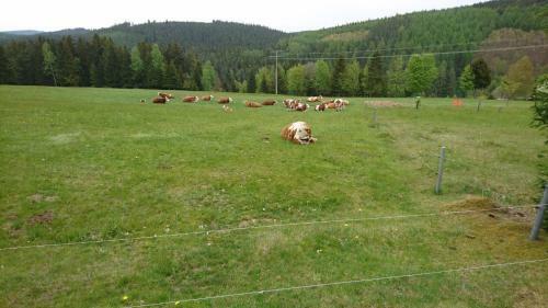 Apartamento G�stehaus Piesau