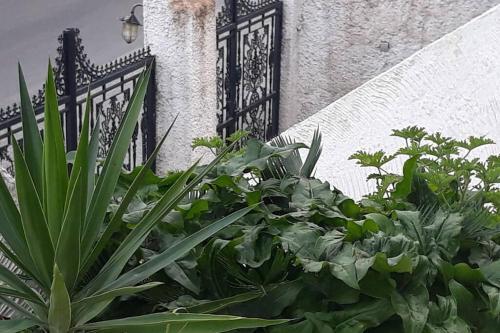 Apartamento Xara House