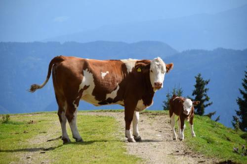 Agroturismo Ferienwohnung Am Oberrainerhof