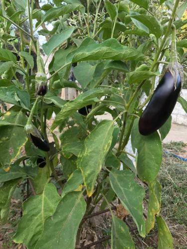 Bio Garden Stonehouse