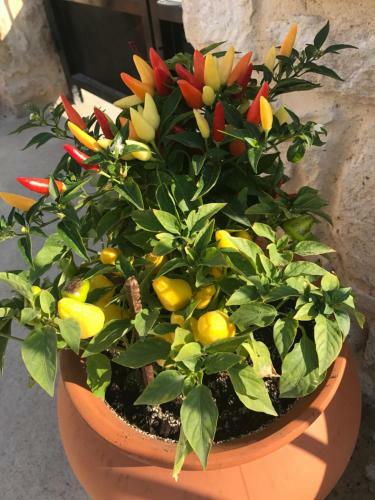 Bio Garden Stonehouse