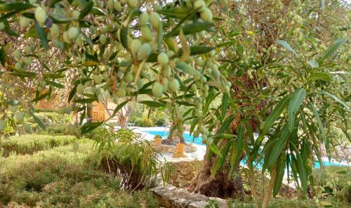 Apartamento Olive Garden