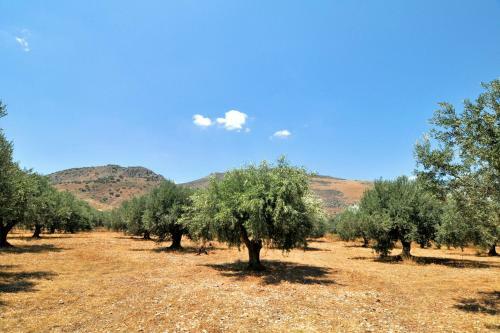 Villa In The Olive Trees
