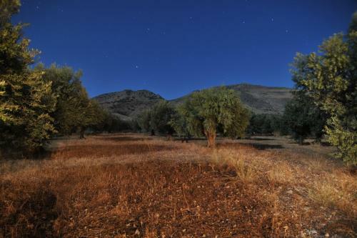 Villa In The Olive Trees