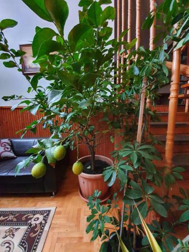 Bed & Breakfast Napsug�r Panzi�