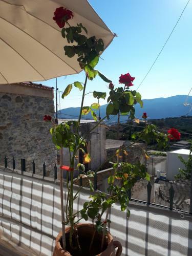 Jean's Cretan Cottage