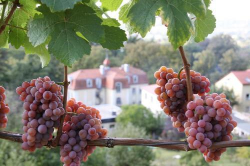 Apartamento Ferienwohnung Sonja Am Weinberg
