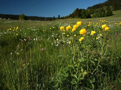 Alluring Apartment In Bernau Im Schwarzwald With Valley View