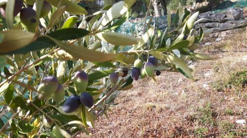 The Olive Grove House