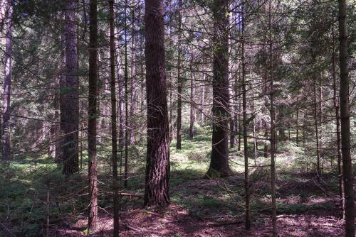 Bed & Breakfast Baumzelt Im Wald