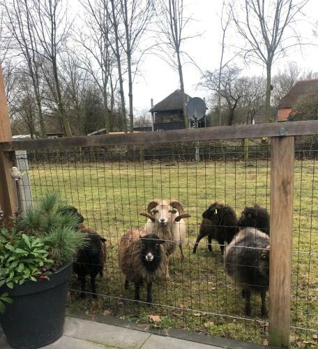 Schaap8 Bed En Breakfast