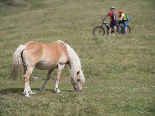 Apartamento Haus Pitterl