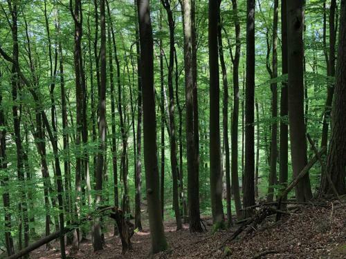 Apartamento Ferienwohnung Alpakas Im Nebel