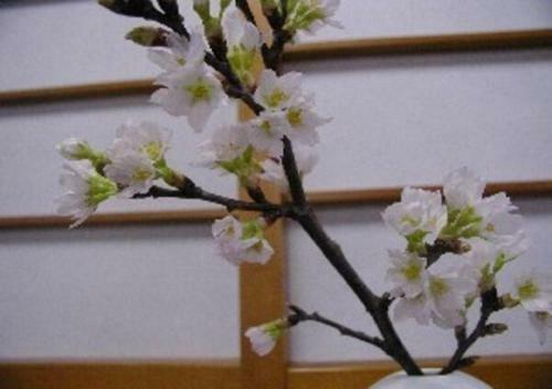 Hotel Wakaba Ryokan / Vacation Stay 29362