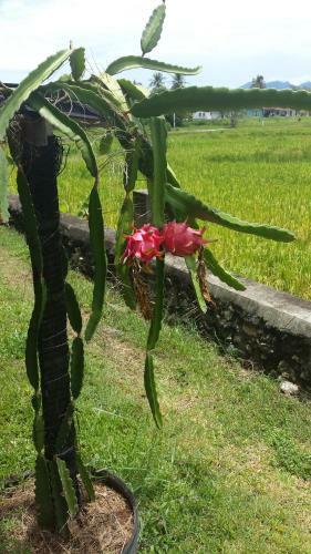 Hostal Tanabendang Banglos
