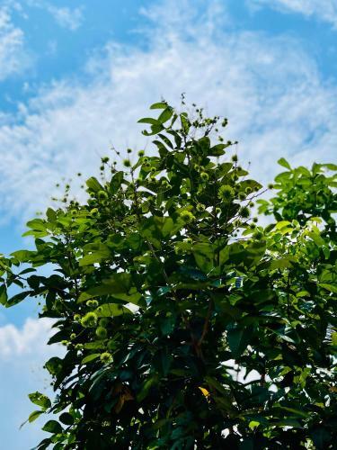 Villa Rooftop Garden Cottage