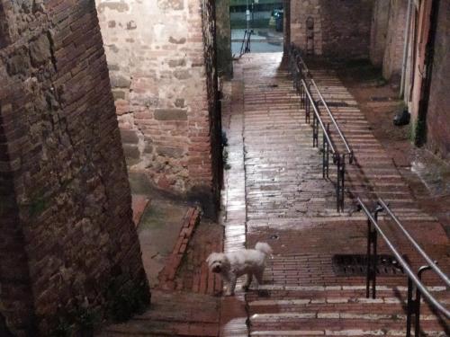 Apartamento Centro Storico Perugia - Vista Su Assisi