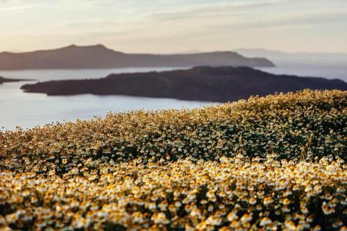 Arcana Santorini Villas, An Authentic Cycladic Experience