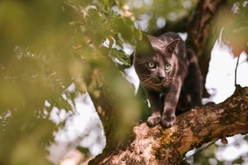 Bed & Breakfast Les Chambres Du Chat