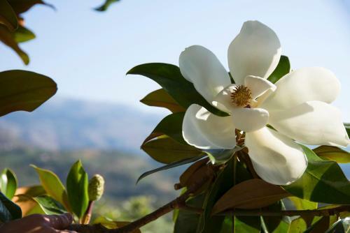 Magnolia Home