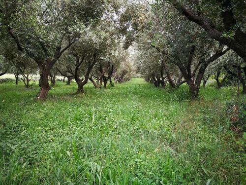 Lodge Ecohouse Oliveglia