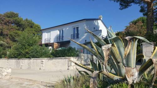 Apartments Delfin