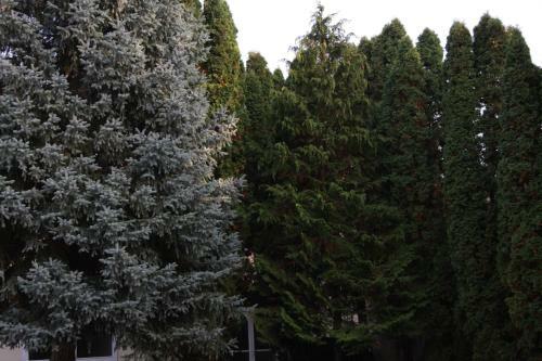 Hostal P�lma Panzi�