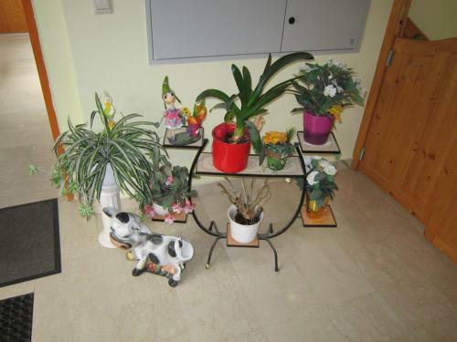 Hostal Waldpension Stachl