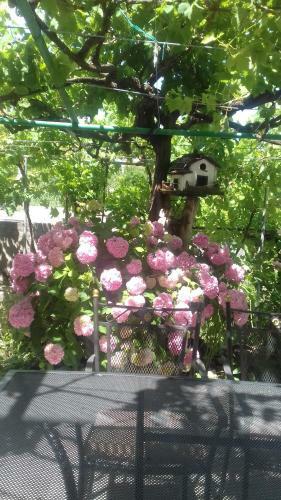 Hostal Guesthouse Familija Tariba