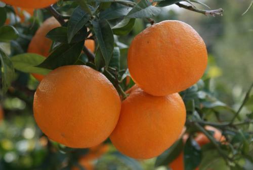 Apartamentos Three Oranges