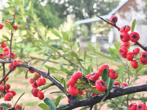 Rose Cottage @ Gods' Haven Eco Estate