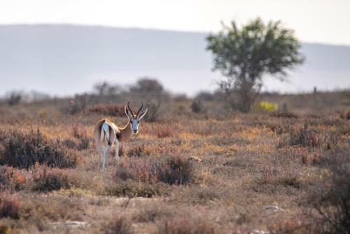 L'ermitage Quagga Lodge