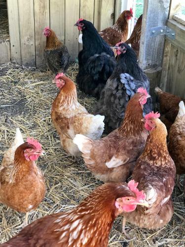 Apartamento Eikehof Farm