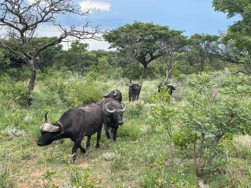 Lodge Moletani Game Ranch