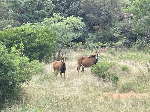 Lodge Moletani Game Ranch