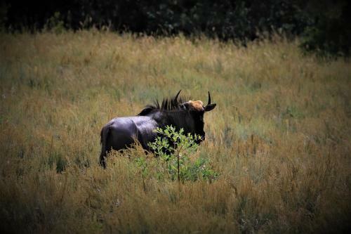 Lodge Moletani Game Ranch