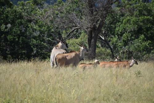 Lodge Moletani Game Ranch