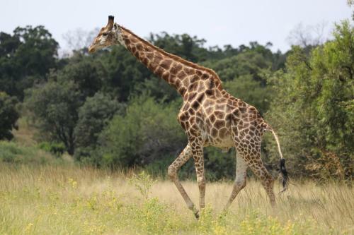 Lodge Moletani Game Ranch